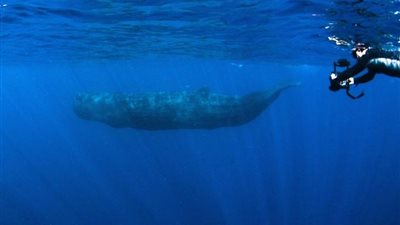 العلماء يكشفون سر 