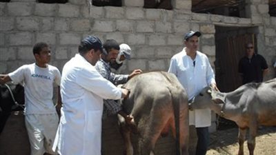 حملة لتحصين 93 ألف رأس ماشية ضد الحمى القلاعية في أسوان