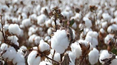 «قطاع الأعمال»: 3715 جنيهًا سعر القنطار بمزاد القطن لموسم 2021-2022