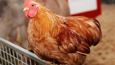 الطب الوقائي بالأقصر يستعد للتصدى لـ 