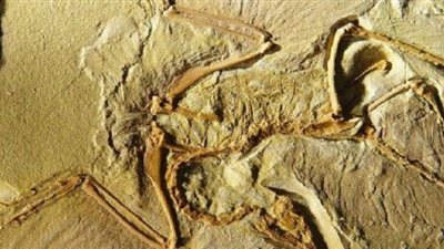 أسرة تعثر على حفريةٍ لطير يناهز عمرها 25 مليون عام