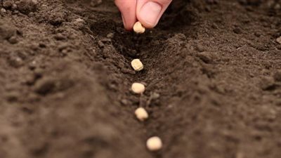 مستثمر هندي يضخ 50 مليون جنيه في زراعة البذور بمصر