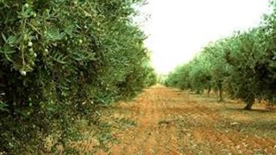 ممثل إدعاء يوقف قطع أشجار الزيتون المصابة في إيطاليا