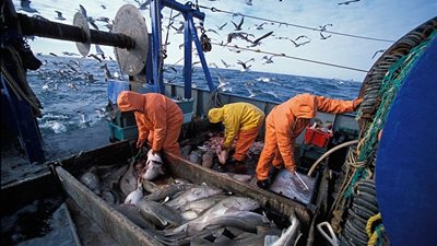 مصر توقع أول اتفاقية شراكة مع موريتانيا لصيد وتصنيع الأسماك