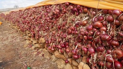 الكويت توافق على دخول البصل المصري الى أسواقها 