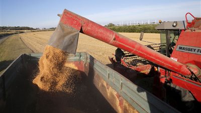 سوريا تستورد 200 ألف من القمح الروسي في مناقصة