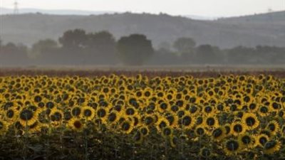 مصر تشتري 45 ألف طن من زيت دوار الشمس في مناقصة