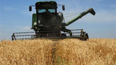 «التموين» تحذر المزارعين من رطوبة القمح