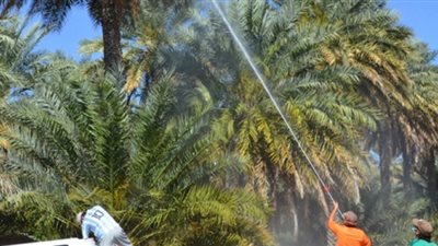 خطة لحماية 1,5 مليون نخلة من 