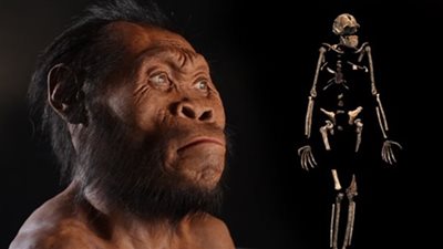 العثور على هيكل متحجر لأشباه البشر في جنوب أفريقيا