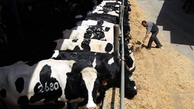 البورصة تُقر إضافة تربية الماشية لـ