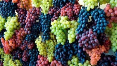 بعد عام من المفاوضات.. كندا توافق على دخول العنب المصري لأسواقها