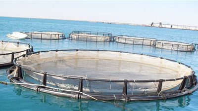 منظمة عربية: إعداد استراتيجية لتنمية الاستزراع السمكي