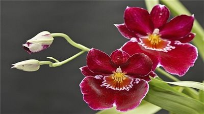 عام 2015 يشهد اكتشاف نباتات طبية جديدة