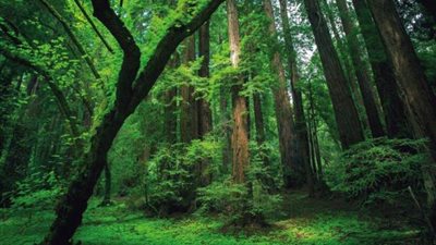 دراسة: الاحتباس الحراري يُهدد غابات الأمازون والتنوع البيولوجي