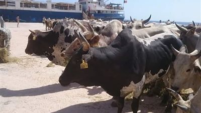 1458 رأس ماشية تصل من كرواتيا إلى ميناء الإسكندرية