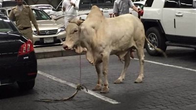 فيديو وصور| السيطرة على 