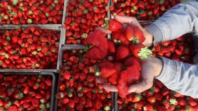 منظمة سعودية: الفراولة المصرية خالية من فيروس الكبد الوبائي