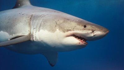 البيئة: قرش شرم الشيخ 