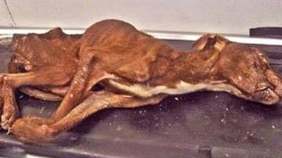 الكلب باتريك مثال للتحدي و الإرادة القوية 