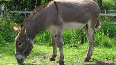 بالفيديو.. أغلى جبنة في العالم تصنع من حليب الحمير في 