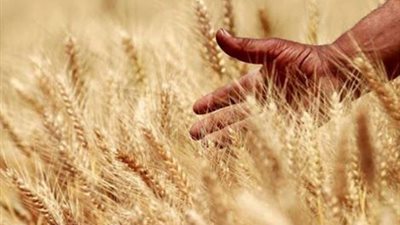 مصر وفاو يتفقان على تعزيز التعاون الفنى فى مجال استصلاح المليون فدان