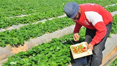 صادرات مصر من المنتجات الزراعية تصل إلى 30 ألف طن خلال أسبوع