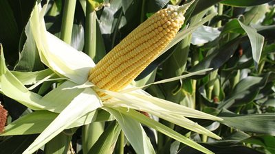 حملة موسعة لزيادة مساحة الذرة الصفراء إلى مليوني فدان