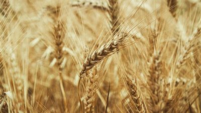 «الزراعة»: شراء 3,66 مليون طن قمح محلي منذ بداية الموسم