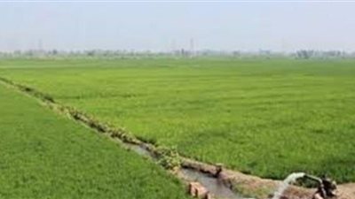 الوادي الجديد تطرح ألف فدان لإقامة مشروعات زراعية وصناعية 