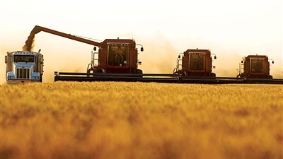 مصر تستورد 3,2 مليون طن قمح روسي خلال 6 أشهر