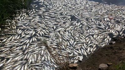 نفوق الأسماك بكفر الشيخ بسبب زيادة الأمونيا في مياه النهر