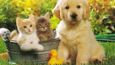 ابتكار طوق جديد يساعد على فهم مشاعر الكلاب والقطط