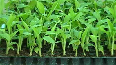 طرح نظام لزراعة النباتات صديقة البيئة من خلال الهواتف الذكية