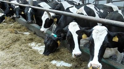 ميناء الأدبية يستعد لاستقبال 2390 رأس عجول حية