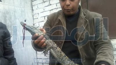 بالفيديو والصور.. أهالي المطرية يصطادون تمساحًا من ترعة الإسماعيلية