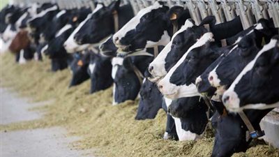 485 فدان ببني سويف لجهاز الخدمة الوطنية لتنفيذ مشروع للإنتاج الحيواني