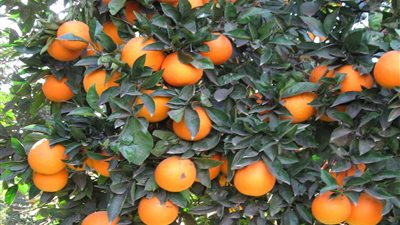 إندونيسيا توافق على فتح أسواقها للموالح المصرية