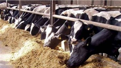  توقيع عقود تصدير لحوم إثيوبية الى مصر بقيمة 80 مليون دولار