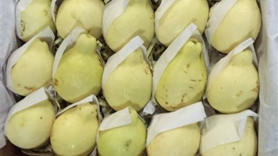 السعودية تقرر رفع الحظر المؤقت على واردات الجوافة المصرية