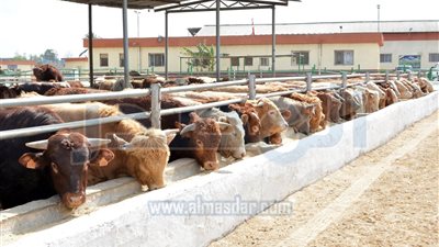 وصول 1100 رأس ماشية من أسبانيا تمهيداً لطرحها بمنافذ البيع