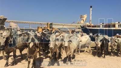 ميناء سفاجا يستقبل 995 رأس عجول حية قادمة من السودان