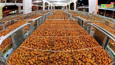 29,4 مليون دولار صادرات التمور في الربع الأول من 2018