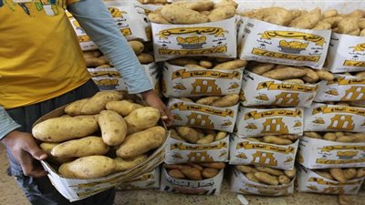 منع دخول 140 طن بطاطس مصرية إلى روسيا