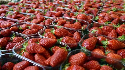 214 مليون دولار صادرات الإسماعيلية الزراعية منذ بداية 2018