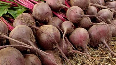 «التموين» تستهدف توريد 2,1 مليون طن بنجر خلال موسم التوريد