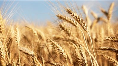 توريد 94 ألف طن قمح للشون والصوامع بالقليوبية