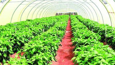 «الزراعة» و«فاو» تطلقان حملة ترويجية للإرشاد الزراعي الرقمي