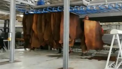 563 ألف جنيه إيرادات «الروبيكى» من دباغة 64 ألف قطعة جلد خلال 3 أشهر