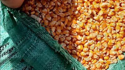 بدء تفعيل منظومة الزراعة التعاقدية لأول مرة في ‏محصول الذرة 